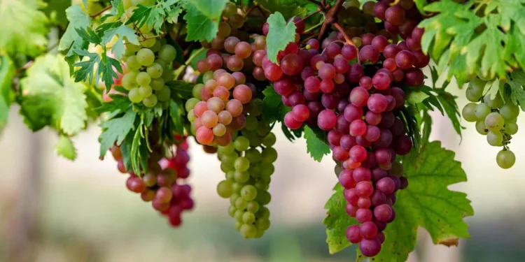 Որ գինի սարքեն